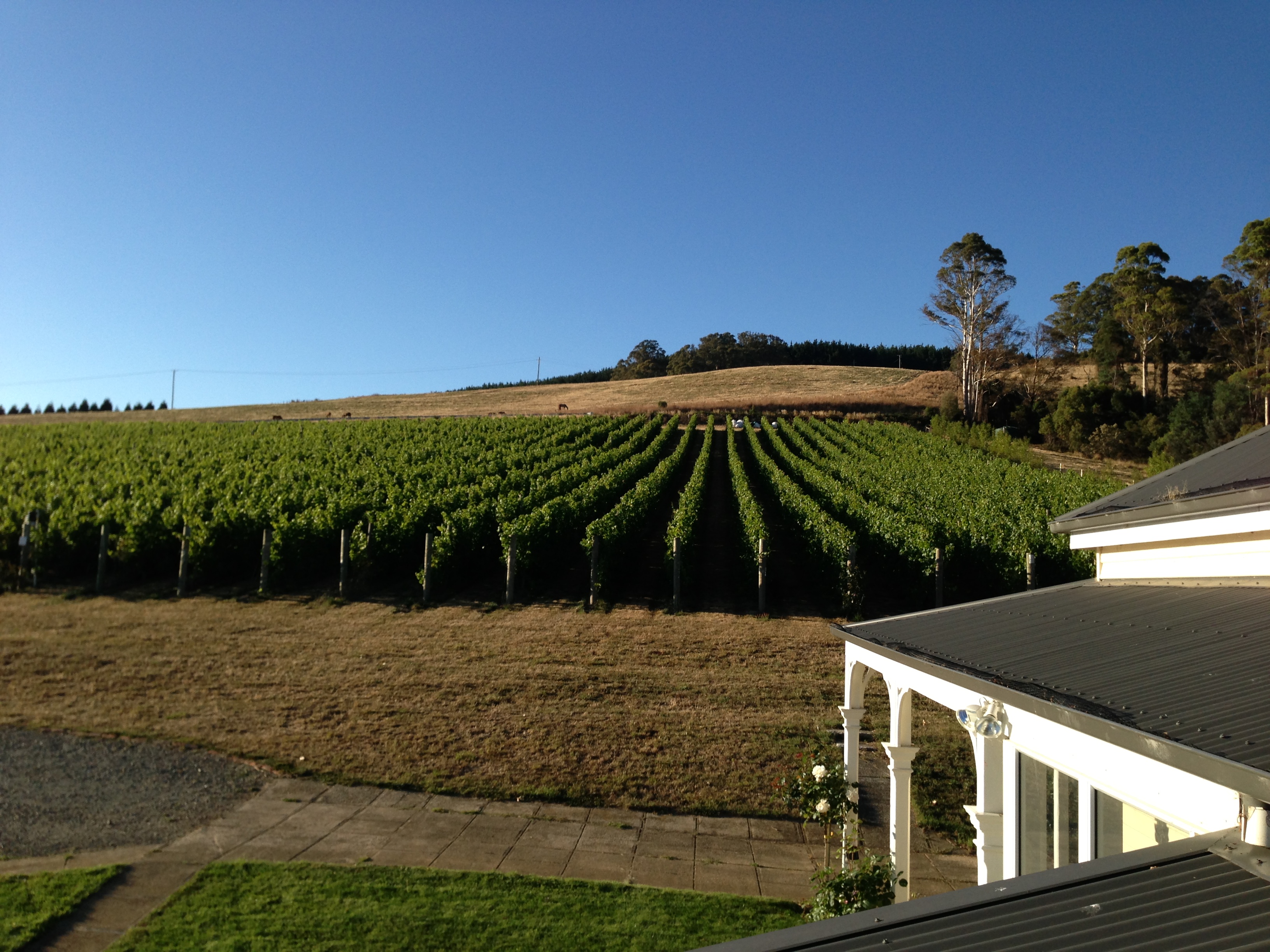 Apogee cellar door